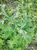 Dompte-venin officinal (photo Mrugala F., Venerieu, mai 2024)(3)